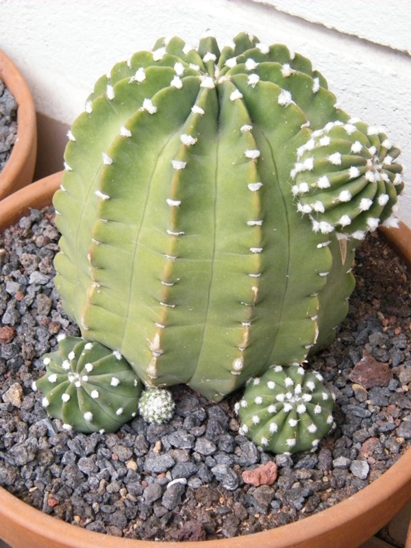 ECHINOPSIS INERMIS.JPG