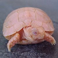 Testudo kleinmanni albino.jpg