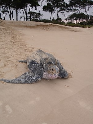 dermochelys.jpg