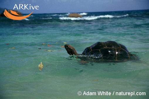 Aldabrachelys gigantea.jpg