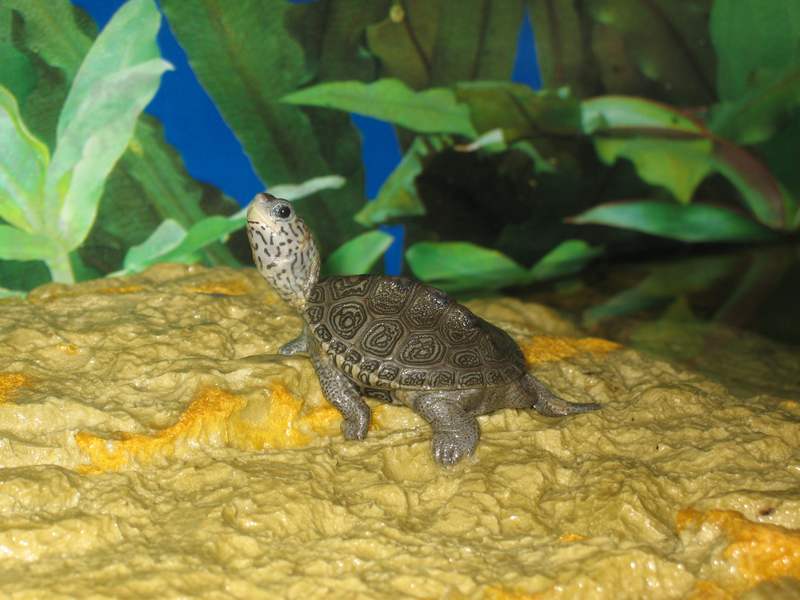 tn_malaclemys terrapin baby che colori 014.JPG