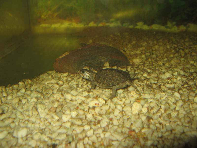 tn_malaclemys terrapin baby che colori 017.JPG