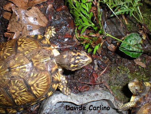 terrapene carolina major Tortugo.JPG