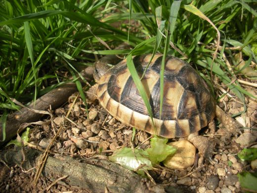 Testudo Marginata Seda.jpg