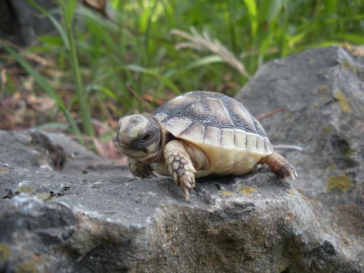 Testudo Marginata Seda[1].jpg