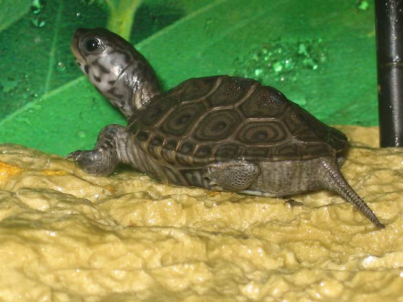 tn_malaclemys terrapin baby 2 011.JPG