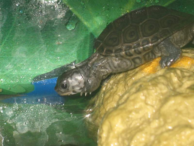 tn_malaclemys terrapin baby 2 012.JPG