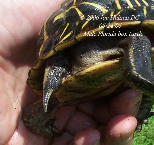 Florida Box Turtle Male 010b.jpg