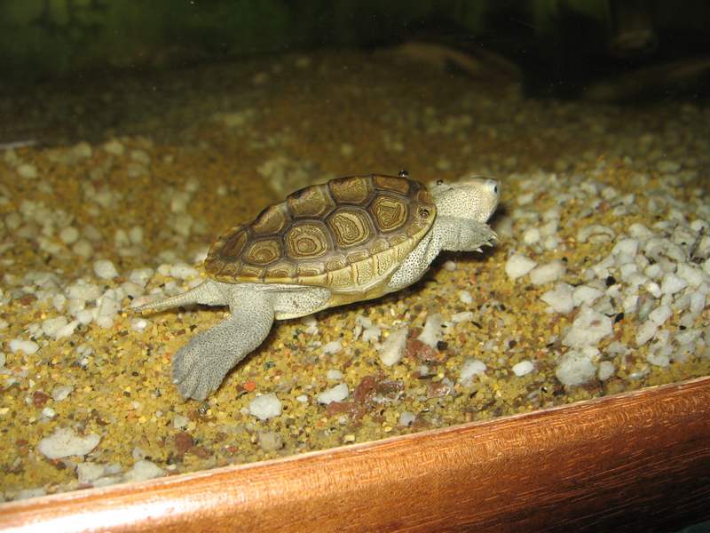 tn_malaclemys terrapin baby 3 108.JPG