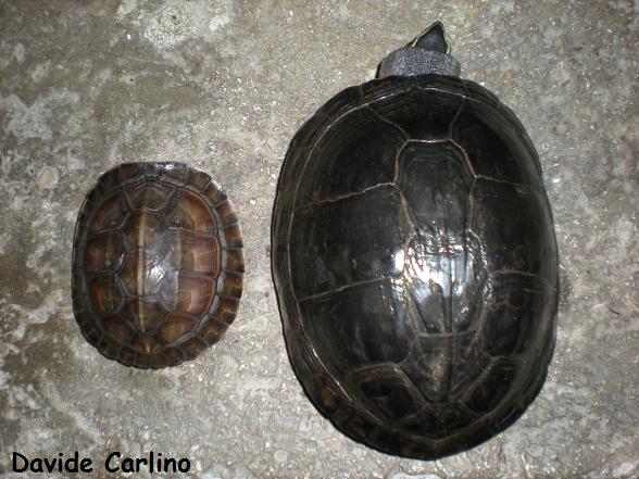 C.amboinensis Tortugo.jpg