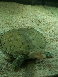 Apakone Spinifera realtartaruga].jpg