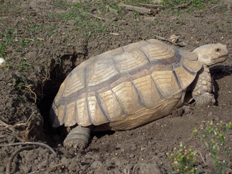 Sulcata  Coni76.jpg