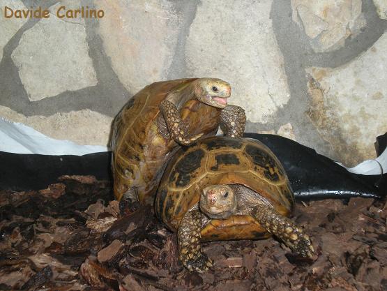 Indotestudo elongata Tortugo.jpg