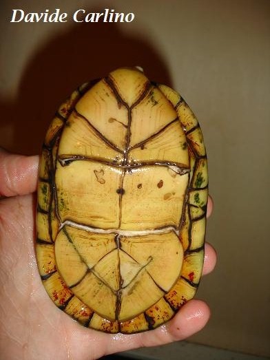 K. leucostomum m1.JPG
