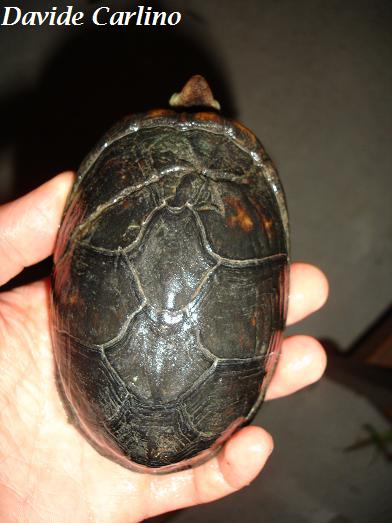 K. leucostomum m1 carapace.JPG