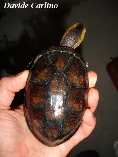 K. leucostomum f1 carapace.JPG