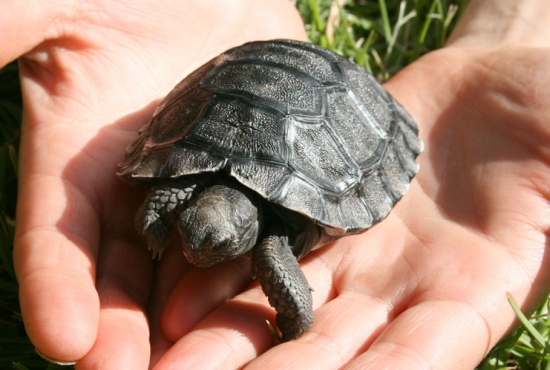 photo by Dubbo Western Plains Zoo.jpg
