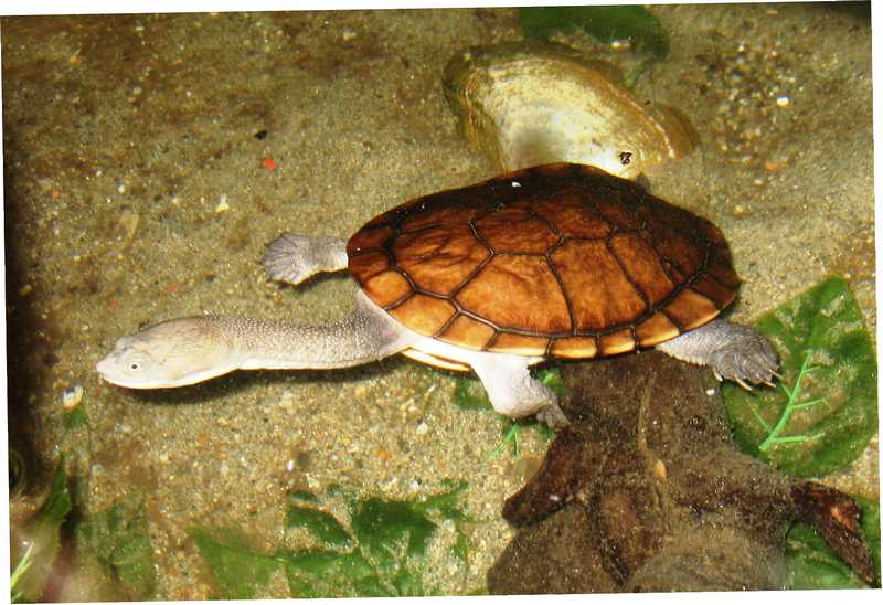 tn_chelodina longicollis 028.JPG