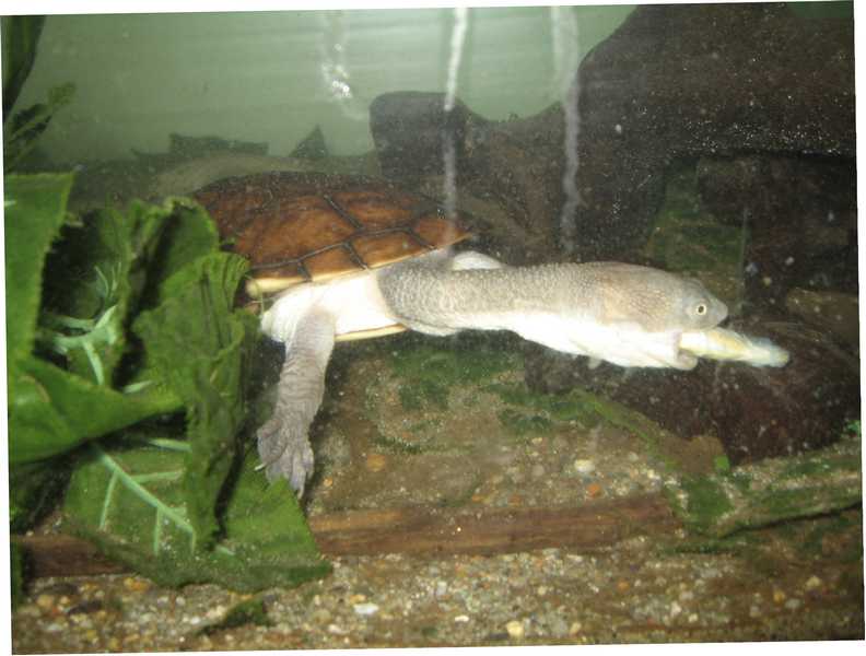 tn_chelodina longicollis 019.JPG