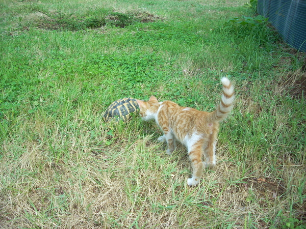 varie_tartarughe280711_18.jpg