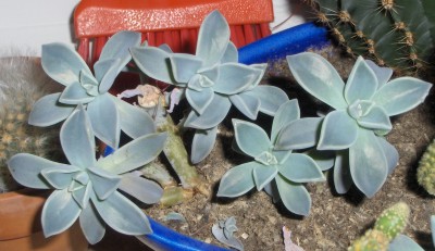 Graptopetalum paraguayense.jpg