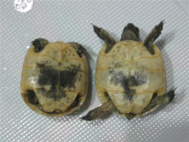 IMG_2025 (Small).JPG