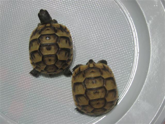 IMG_2029 (Small).JPG