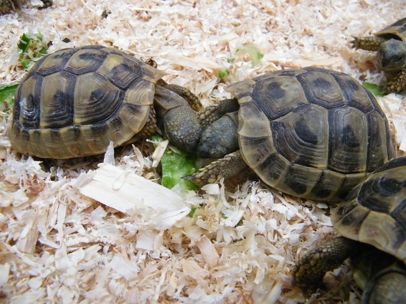 DSCF6138.JPG