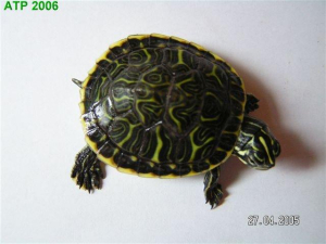 Pseudemys floridana (1).jpg