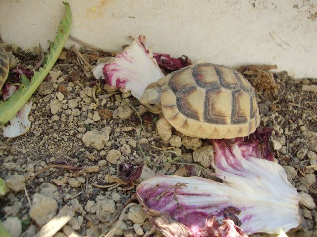 Baby Marginata 2010.jpg