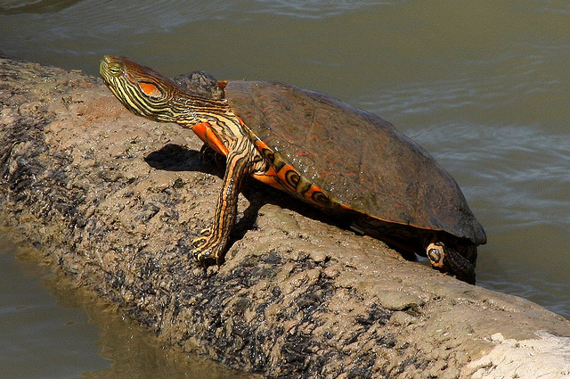 Trachemys gaigeae gaigeae.jpg