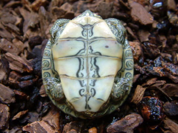 baby trachemys gaigeae.jpg