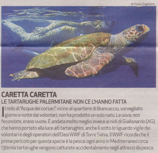 caretta caretta.jpg